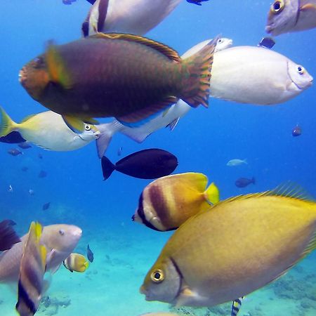 Dive And Trek Resort And Marine Sanctuary Bauan Exterior foto